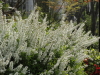img0059.jpg