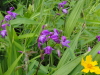 img0131.jpg