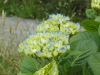 img0153.jpg