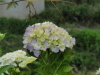 img0156.jpg