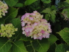 img0160.jpg