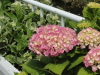 img0170.jpg