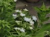 img0177.jpg