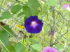 img0253.jpg