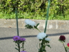 img0259.jpg