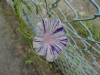 img0279.jpg