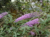 img0291.jpg
