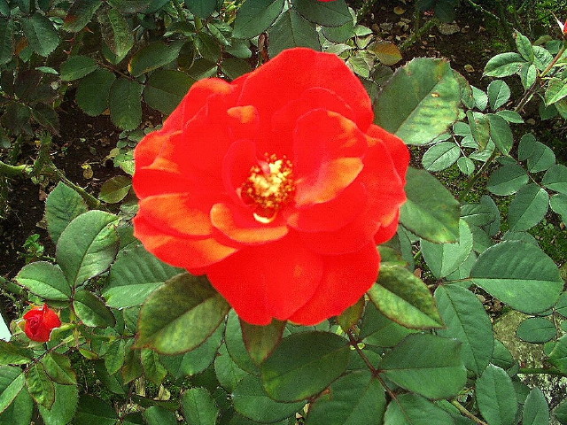 img0004.jpg