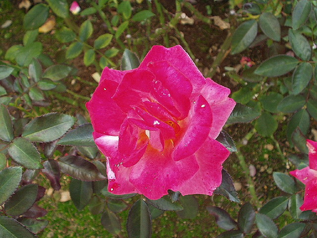 img0011.jpg