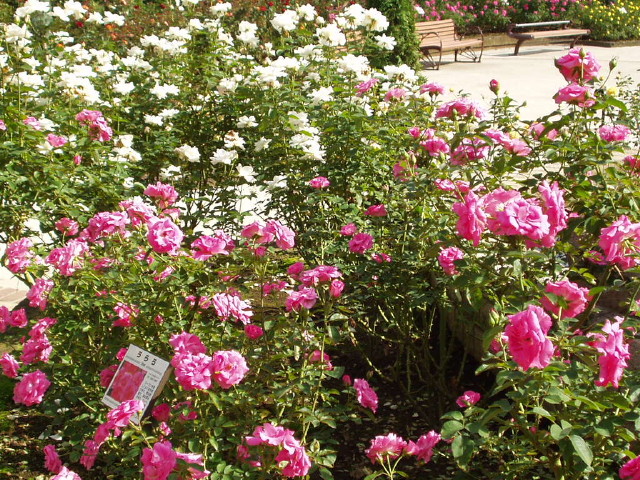 img0013.jpg