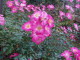 img0009.jpg