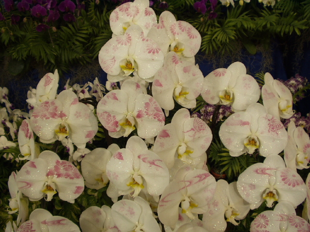 img0010.jpg