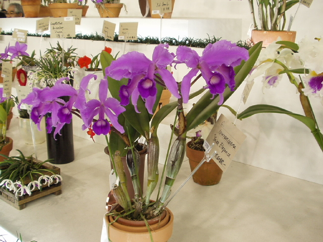 img0045.jpg