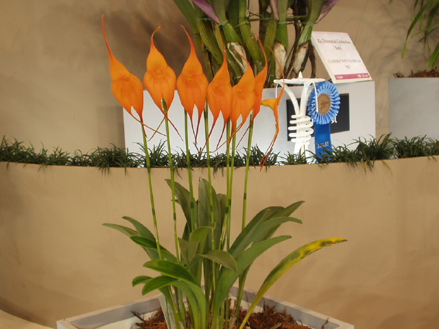 img0050.jpg