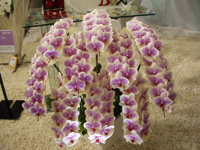 img0059.jpg