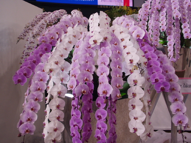 img0060.jpg