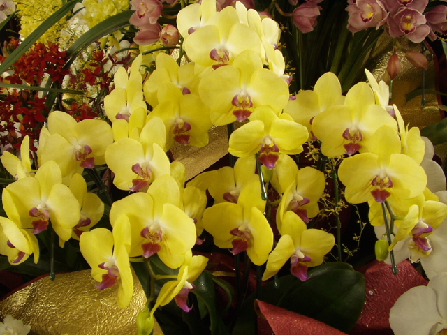 img0061.jpg