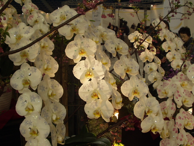 img0084.jpg