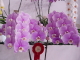 img0031.jpg