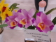 img0042.jpg