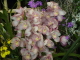 img0066.jpg