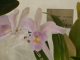 img0071.jpg