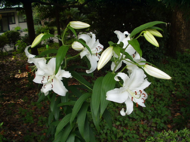 img0001.jpg