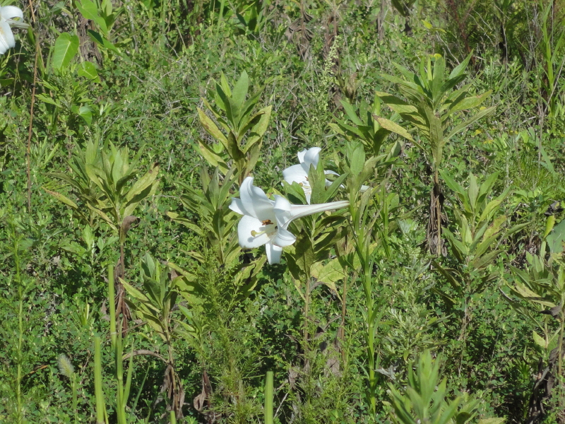 img0031.jpg