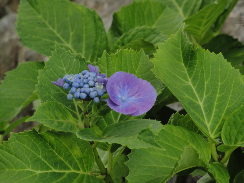 img0036.jpg