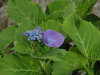 img0036.jpg