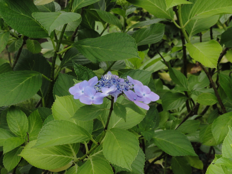 img0019.jpg