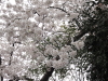 img0018.jpg