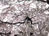 img0020.jpg