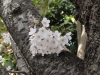 img0009.jpg