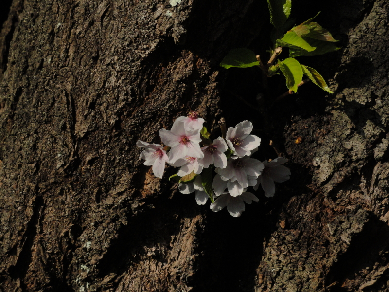 img0016.jpg