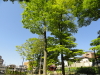 img0010.jpg