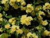 img0015.jpg