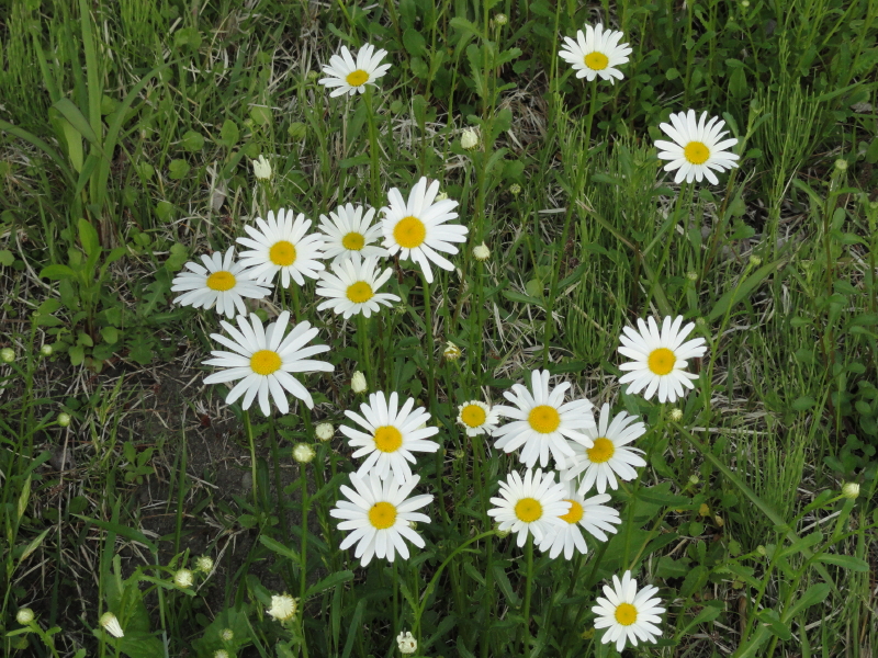 img0009.jpg