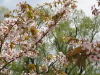 img0018.jpg
