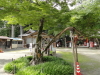 img0009.jpg
