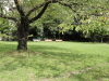 img0003.jpg