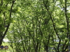 img0012.jpg