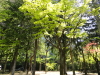 img0006.jpg