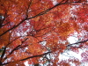 img0051.jpg