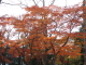 img0019.jpg