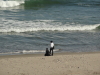 img0010.jpg