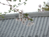 img0016.jpg