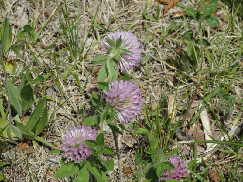 img0012.jpg