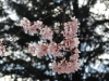 img0003.jpg