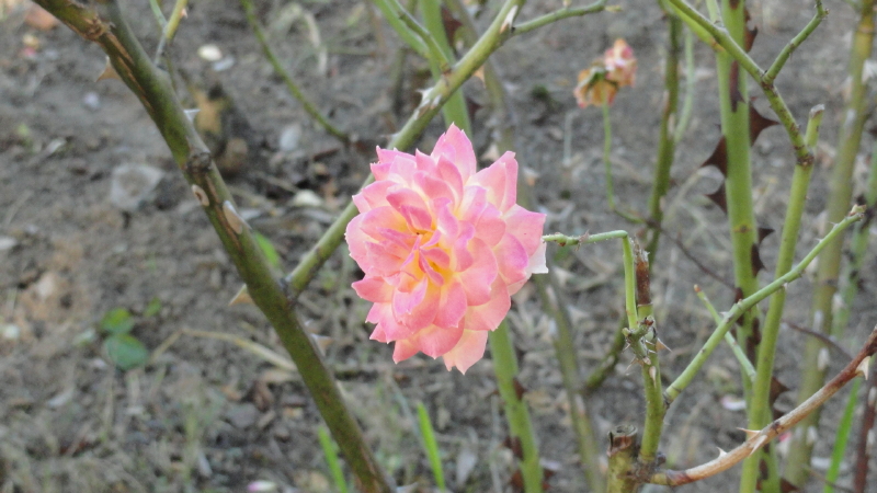 img0012.jpg